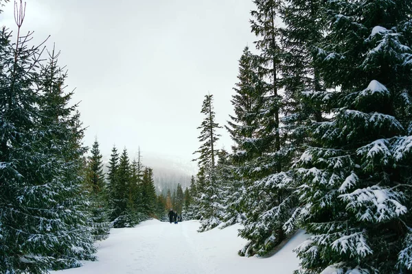 Paysage hivernal Mélèzes enneigés sur une pente contre les montagnes — Photo