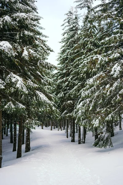 Kış manzarası Dağlara karşı bir yamaçtaki karaçam ağaçlarını kapladı