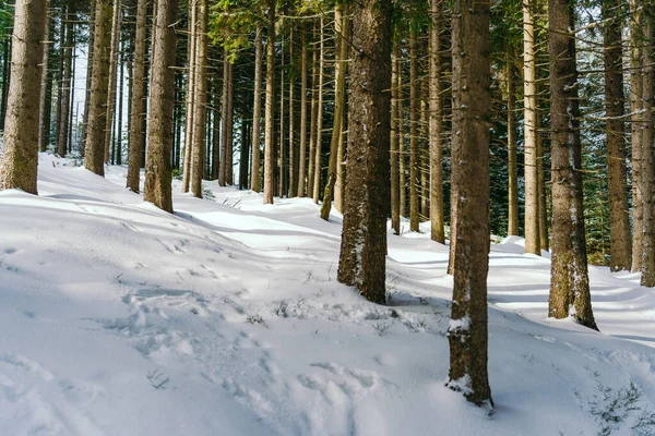 Kış manzarası Dağlara karşı bir yamaçtaki karaçam ağaçlarını kapladı