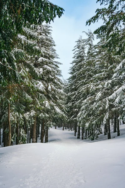 Зимний пейзаж Снег покрыл лиственницы на склоне против гор — стоковое фото