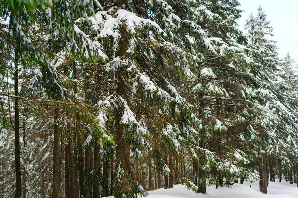 Kış manzarası Dağlara karşı bir yamaçtaki karaçam ağaçlarını kapladı