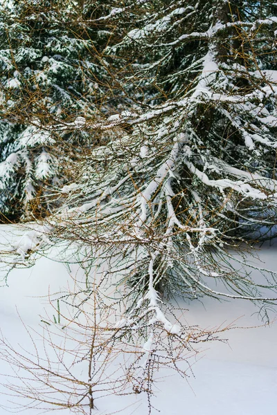 Kış manzarası Dağlara karşı bir yamaçtaki karaçam ağaçlarını kapladı