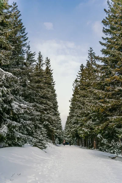 Kış manzarası Dağlara karşı bir yamaçtaki karaçam ağaçlarını kapladı