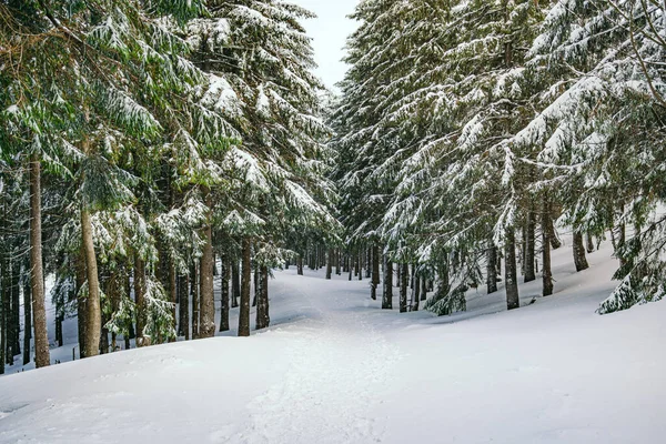 Kış manzarası Dağlara karşı bir yamaçtaki karaçam ağaçlarını kapladı