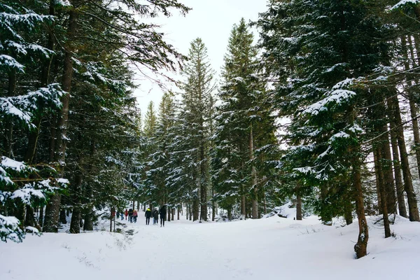Kış manzarası Dağlara karşı bir yamaçtaki karaçam ağaçlarını kapladı