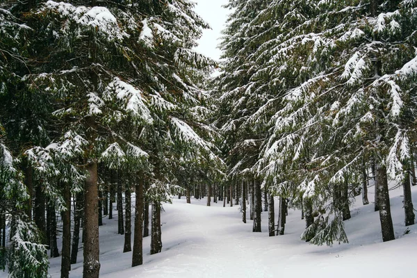 Kış manzarası Dağlara karşı bir yamaçtaki karaçam ağaçlarını kapladı