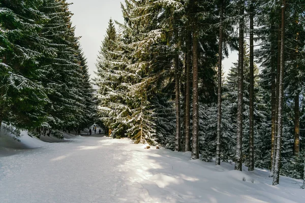 Kış manzarası Dağlara karşı bir yamaçtaki karaçam ağaçlarını kapladı