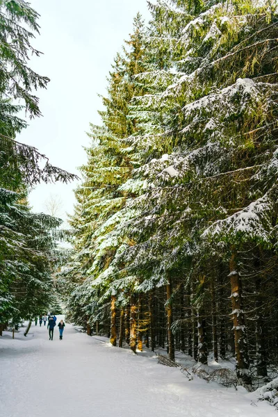 Kış manzarası Dağlara karşı bir yamaçtaki karaçam ağaçlarını kapladı