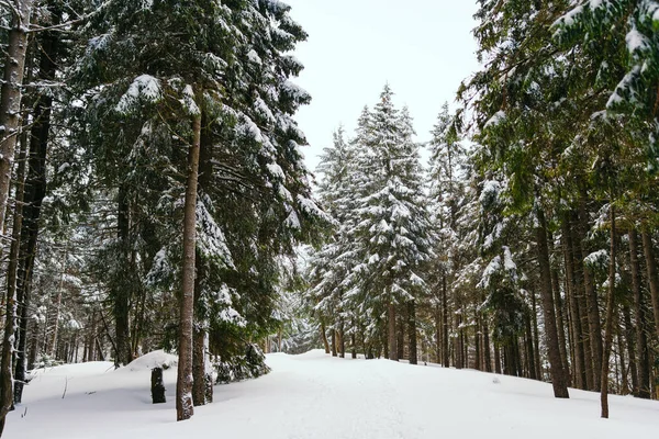 Paysage hivernal Mélèzes enneigés sur une pente contre les montagnes Photo De Stock