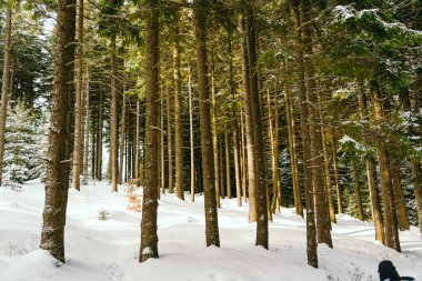 Kış manzarası Dağlara karşı bir yamaçtaki karaçam ağaçlarını kapladı