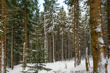 Kış manzarası Dağlara karşı bir yamaçtaki karaçam ağaçlarını kapladı
