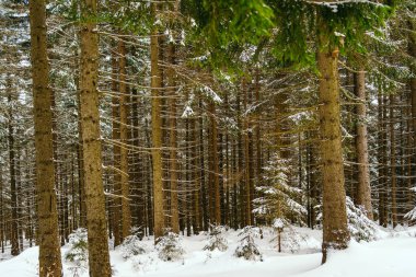 Kış manzarası Dağlara karşı bir yamaçtaki karaçam ağaçlarını kapladı