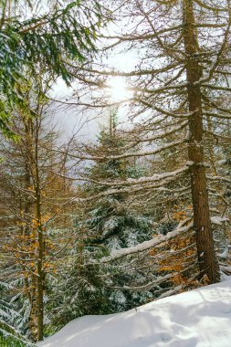 Kış manzarası Dağlara karşı bir yamaçtaki karaçam ağaçlarını kapladı