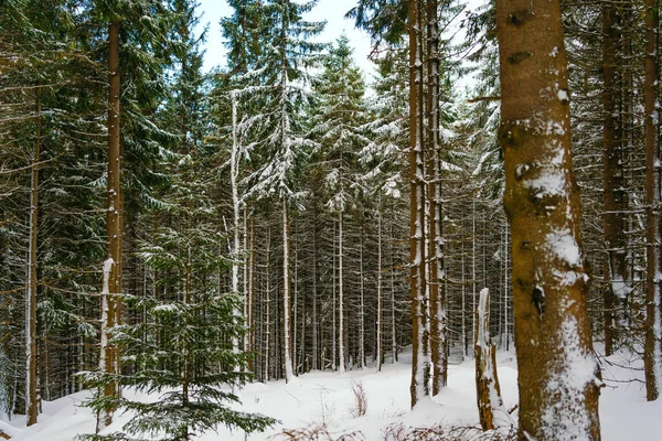 Kış manzarası Dağlara karşı bir yamaçtaki karaçam ağaçlarını kapladı