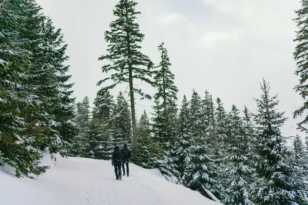 Kışın dağlarda yürüyüş yapan adam. — Stok fotoğraf