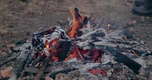 战争危机期间在森林中焚烧木材. — 图库视频影像