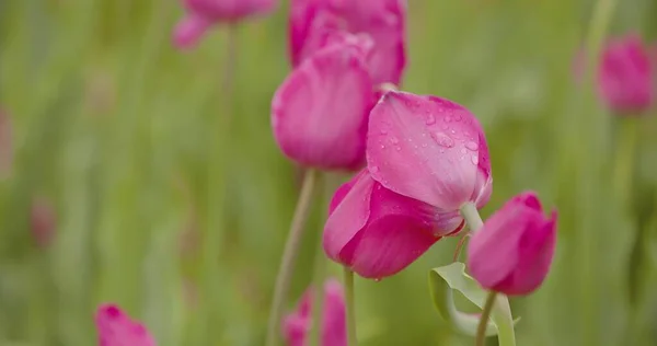 Tulipas vermelhas bonitas florescendo no campo — Fotografia de Stock