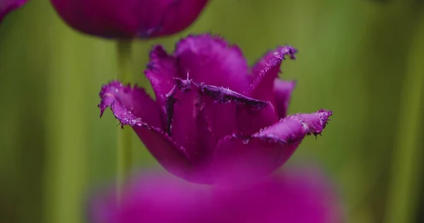 Tulipas vermelhas bonitas florescendo no campo — Fotografia de Stock