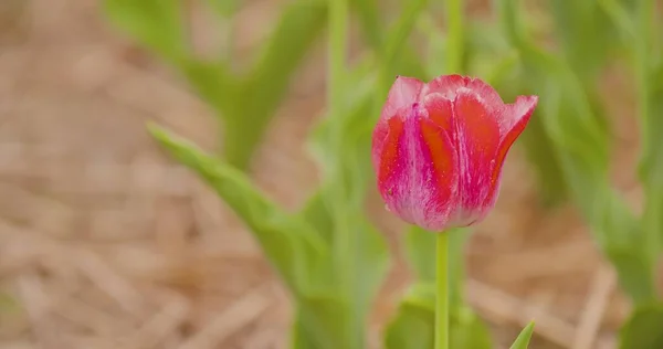 Tulipas vermelhas bonitas florescendo no campo — Fotografia de Stock