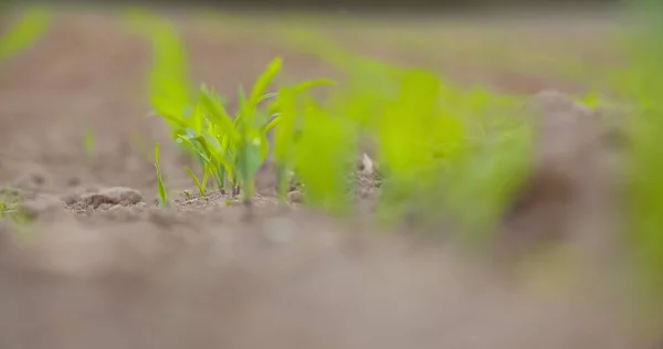 Cultivos que crecen en suelos cultivados en la granja —  Fotos de Stock