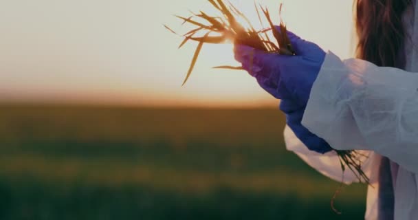 Агрономіст Вивчає Пшеничні Культури Руках Перевіряє Якість Пшениці Торкається Посівів — стокове відео