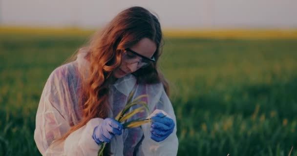 Agronomist Examining Wheat Crops Hands Checking Wheat Quality Touching Crops — Stockvideo