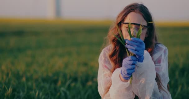 Agronomist Examining Wheat Crops Hands Checking Wheat Quality Touching Crops — Stockvideo