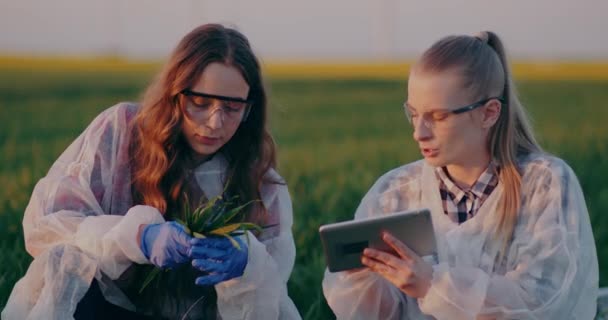 Two Agronomist Examining Wheat Crops Hands Checking Wheat Quality Touching — Stock video