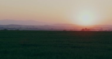Green wheat crops at agricultural field at village countryside rural scene landscape.