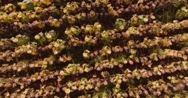 Aerial wives of Dry Sunflowers Field Oil Production Agriculture