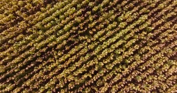 Aerial Wives Dry Sunflowers Field Oil Production Agriculture — Stockvideo