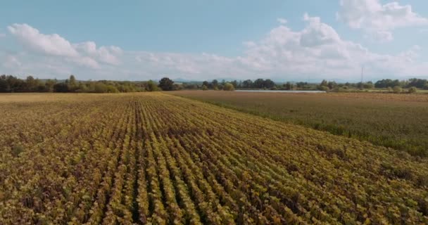 Aerial Wives Dry Sunflowers Field Oil Production Agriculture — Videoclip de stoc