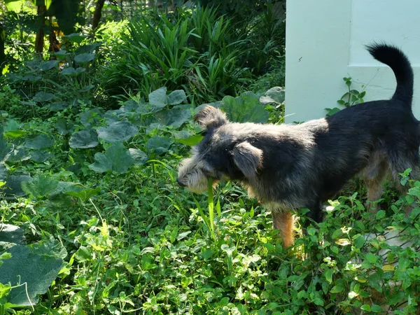 Cor Preta Cão Mastigar Comer Grama Floresta Verde Diversão Filhote — Fotografia de Stock