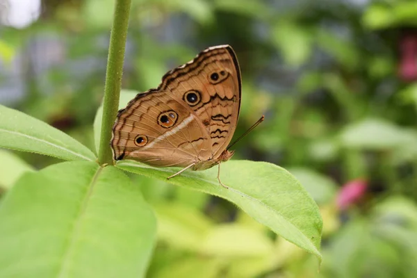 緑を基調とした葉の上で蝶を咲かせる孔雀図 ジュノニア アルマナ オレンジ色の昆虫の羽の目に似た模様 — ストック写真