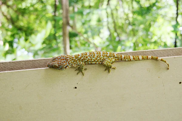 Gekko Tokay Gecko Curved Tail Gray Wall Many Orange Color Royalty Free Stock Images