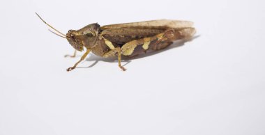 Beyaz arka planda çekirge, tropikal bölgelerde yeşil ve kahverengi böcek desenli kara böcek.