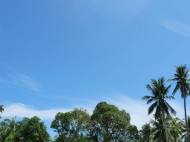 Beyaz bulutlu hindistan cevizi palmiyeleri ve arkasında mavi gökyüzü.