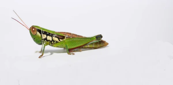Kobylka Bílém Pozadí Černá Zeleným Hnědým Vzorem Hmyzu Škůdců Tropických — Stock fotografie
