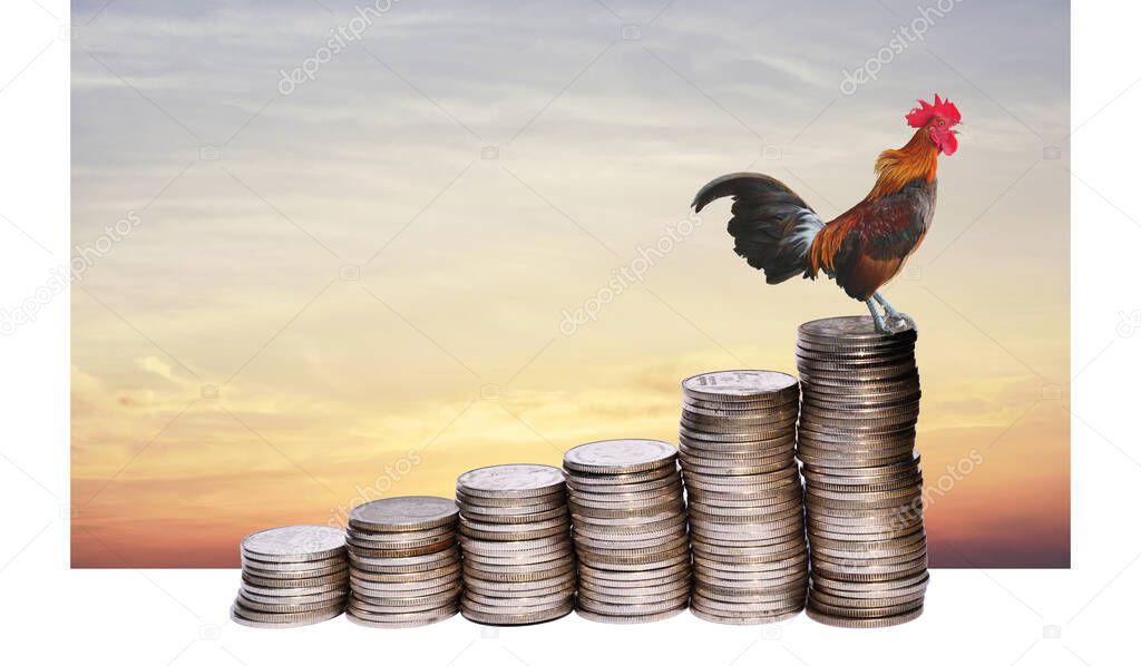 Rooster,is standing and crowing on stacks coins row with gold color sky at sunrise, Chicken on the coin as a soaring bar chart, Dawn of Finance, Development financial and commit business concept