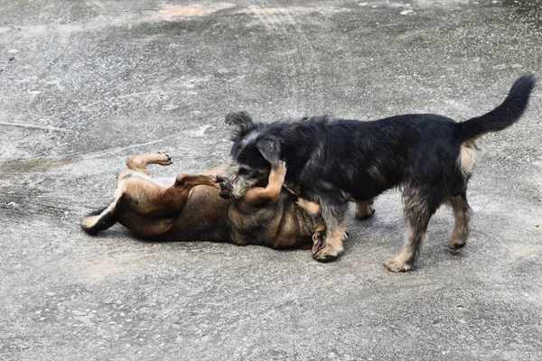 Dois Cães Lutando Solo Cinza Jogar Alegre Jogo Livre Cão — Fotografia de Stock