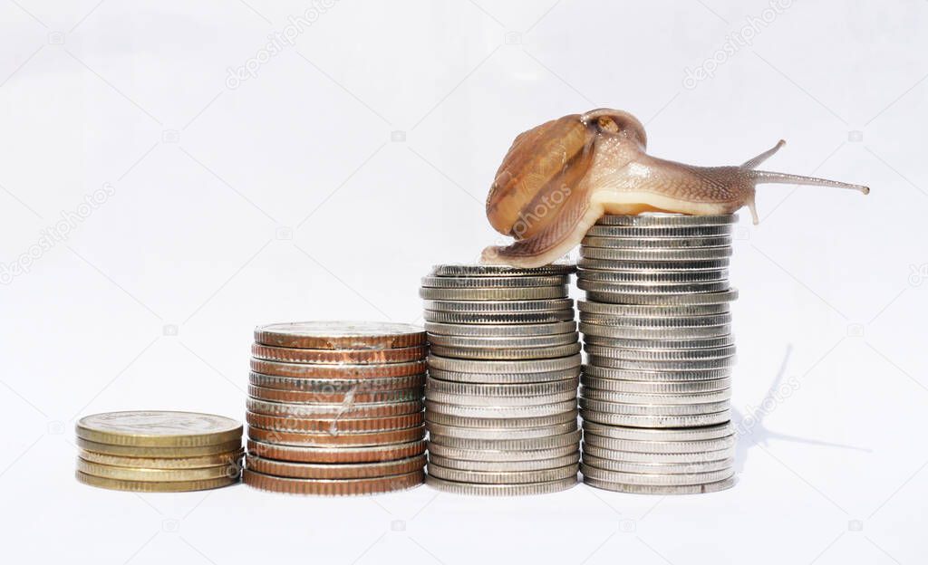 Brown snail climbing the pile of copper coins on white background , Financial with development and commit business concept , Victory and success from patience , Slow economic growth