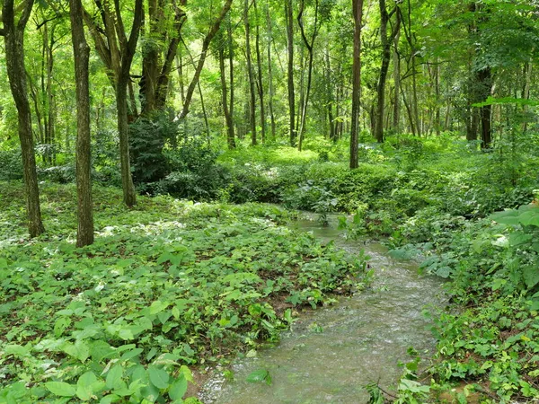 Água Estava Fluindo Riacho Floresta Tropical Cheia Vegetação Exuberante Árvore — Fotografia de Stock