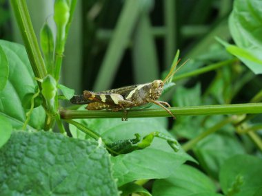 Bombay Çekirgesi ağaçta doğal yeşil arka planda, Tayland 'da çekirge haşarı.