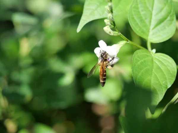 Abeille Miel Géante Recherche Nectar Sur Des Fleurs Blanches Violette — Photo