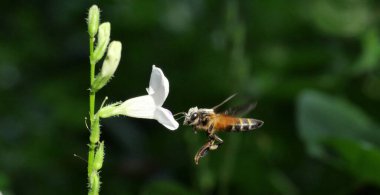 Giant honey bee seeking nectar on white Chinese violet or coromandel or creeping foxglove ( Asystasia gangetica ) blossom in field with natural green, White pollen dust on the insect's headbackground clipart