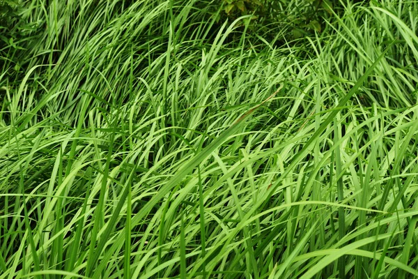 Grünes Grasbüschel Blätter Lehnen Sich Den Wind Vetiver Pflanzenfeld — Stockfoto