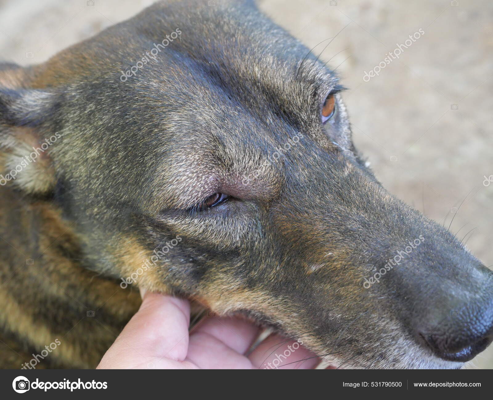 Swollen Eyelids Insect Venom Brown Black Dog Hand Holding Sick