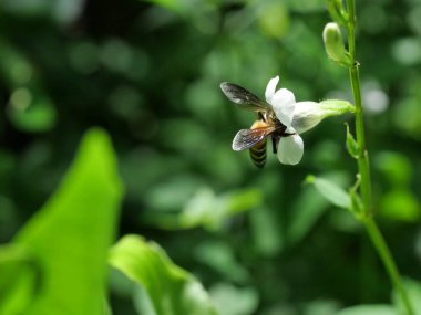 Giant honey bee seeking nectar on white Chinese violet or coromandel or creeping foxglove ( Asystasia gangetica ) blossom in field with natural green clipart