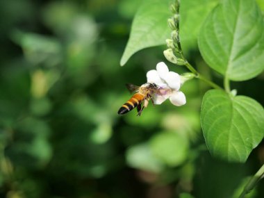Giant honey bee seeking nectar on white Chinese violet or coromandel or creeping foxglove ( Asystasia gangetica ) blossom in field with natural green background, White pollen dust on the insect's head clipart