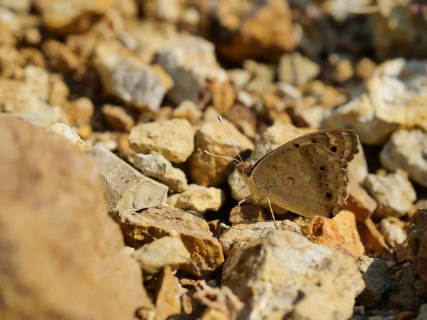 Blue Pansy Butterfly Atas Batu Dengan Latar Belakang Coklat Alami Stok Gambar Bebas Royalti